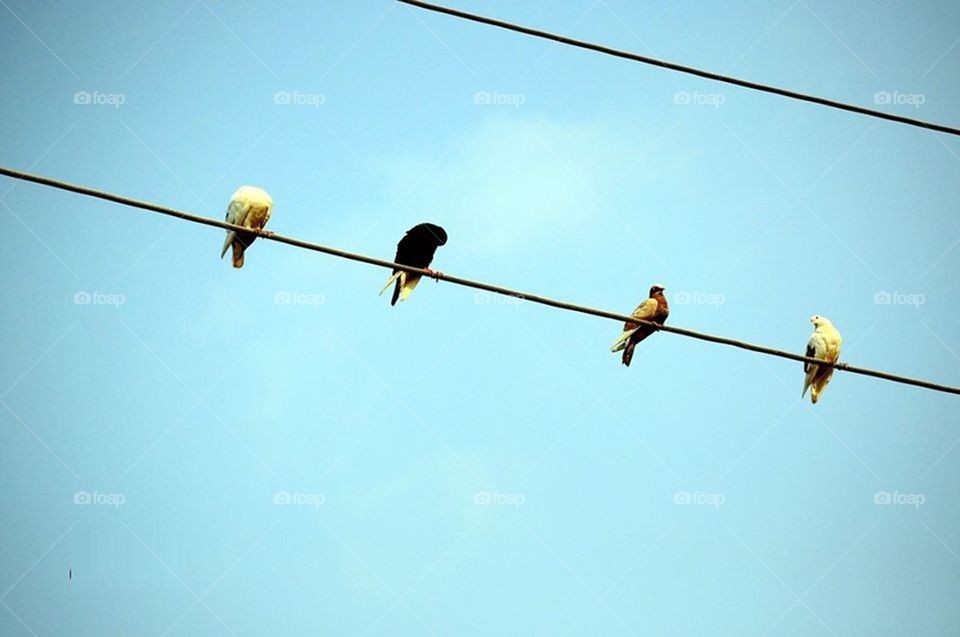 Bird on wire sitting