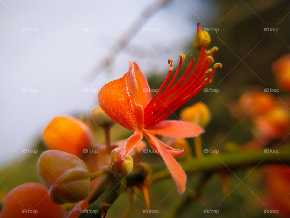 Capparis flowers blooming on branch in summer