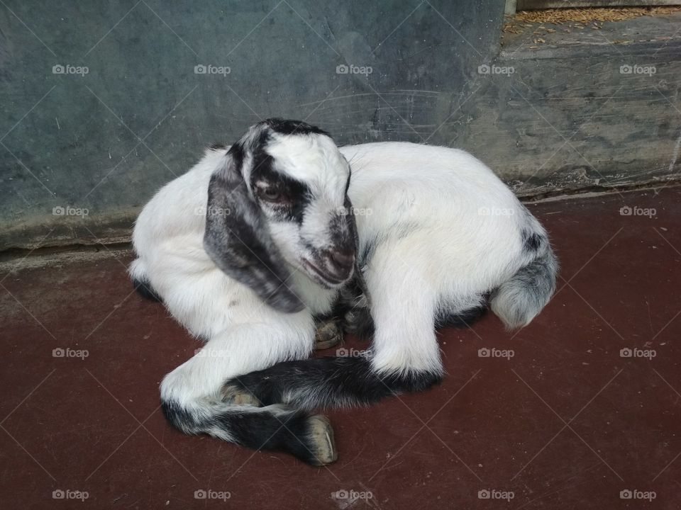 you can see that this a kid of goat....she is relaxing....in this hot summer..