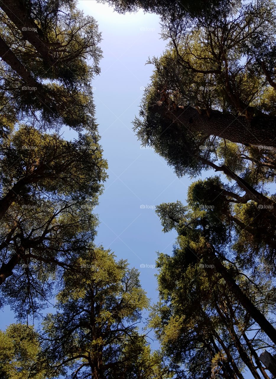Hello
Please like my pictures and follow me
Thank you
Lebanon's cedar forest and high-rise trees
