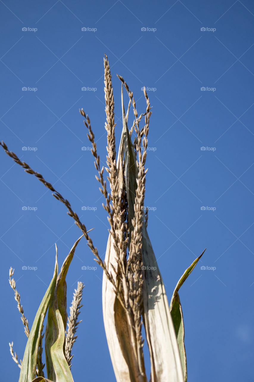 Corn seeds