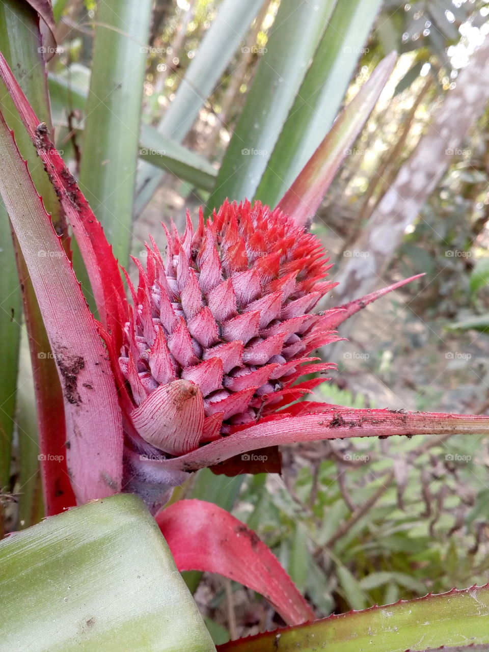 A nice pineapple. It's looks so beautiful!