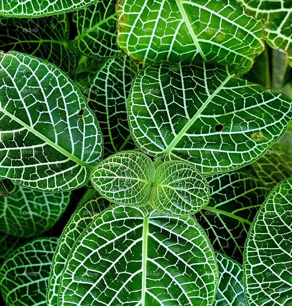 Green and white. Perfect nature