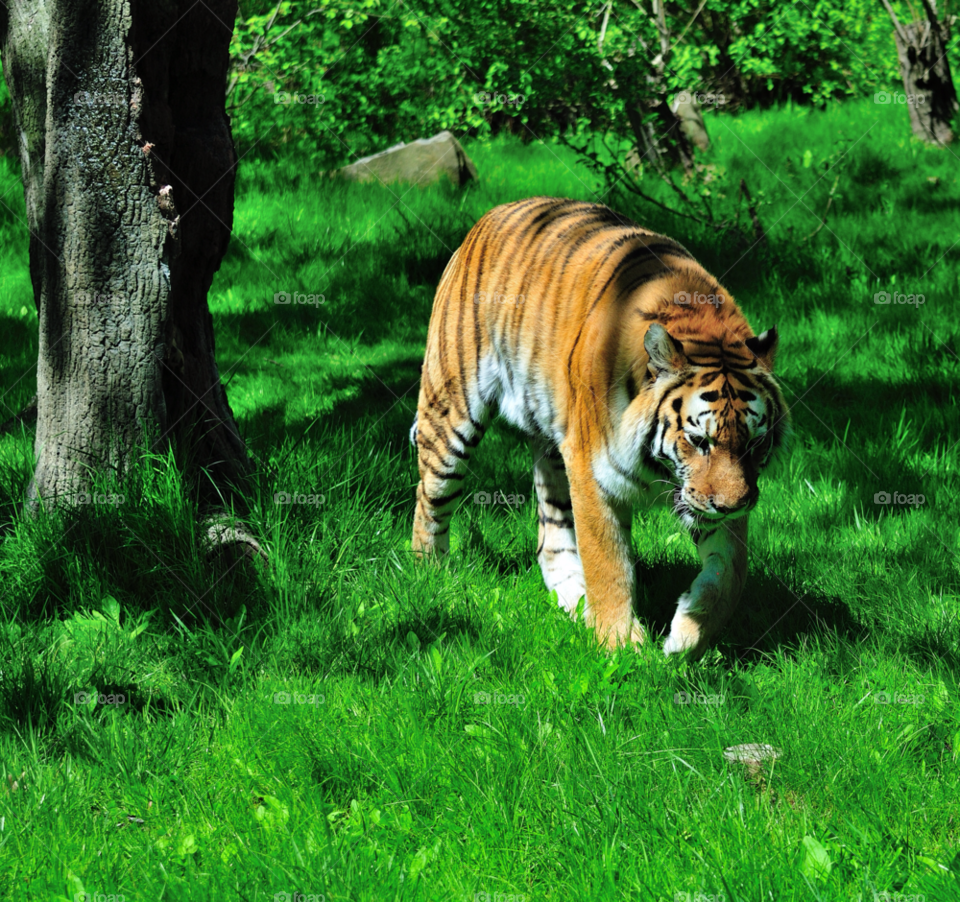 summer tiger zoo bronx ny by delvec
