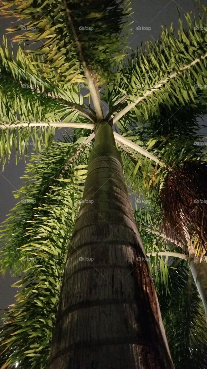 royal palm at night