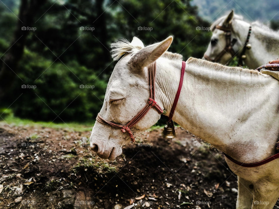 beautiful white horse