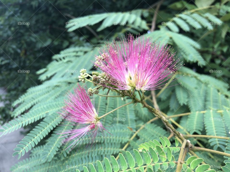 Mimosa tree in bloom