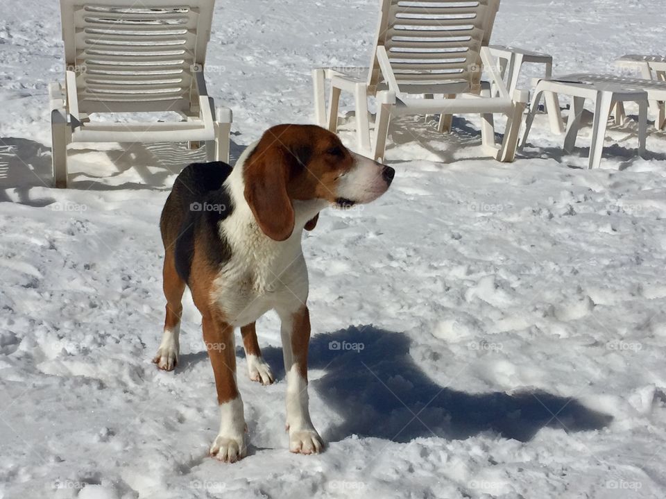 A dog and snow in mountain
