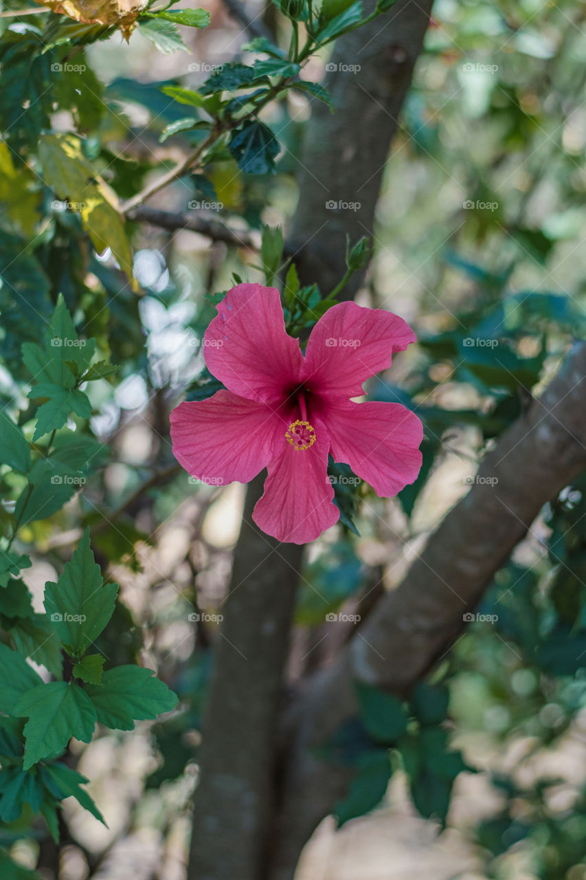 Lovely hibiscus flower in bloom
