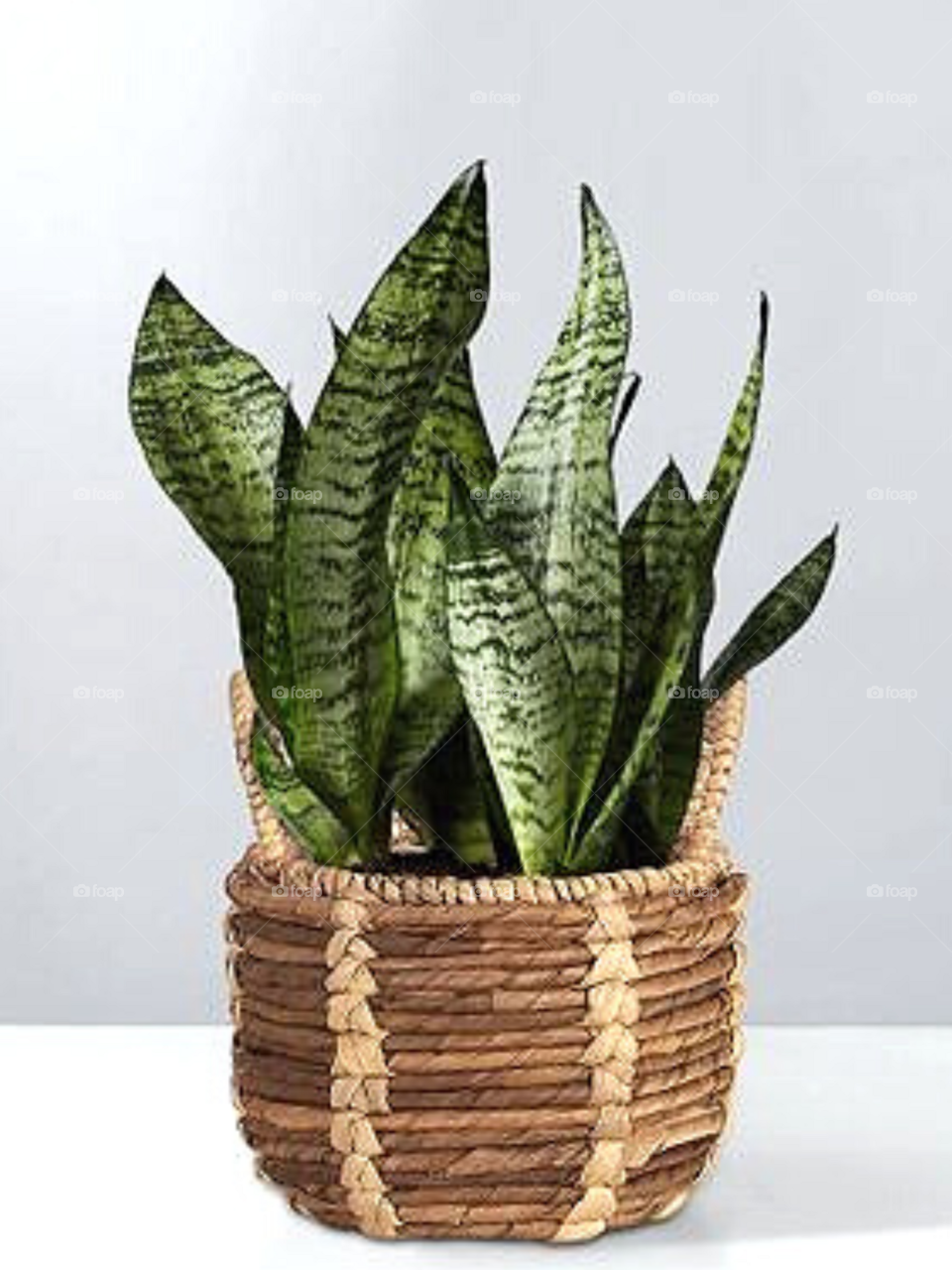 Crotons Basket