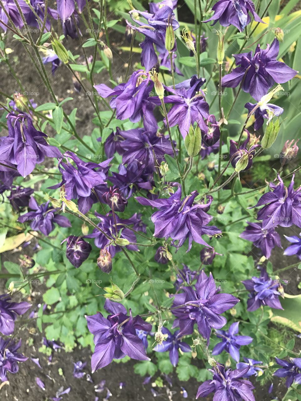 Flowers in the garden 