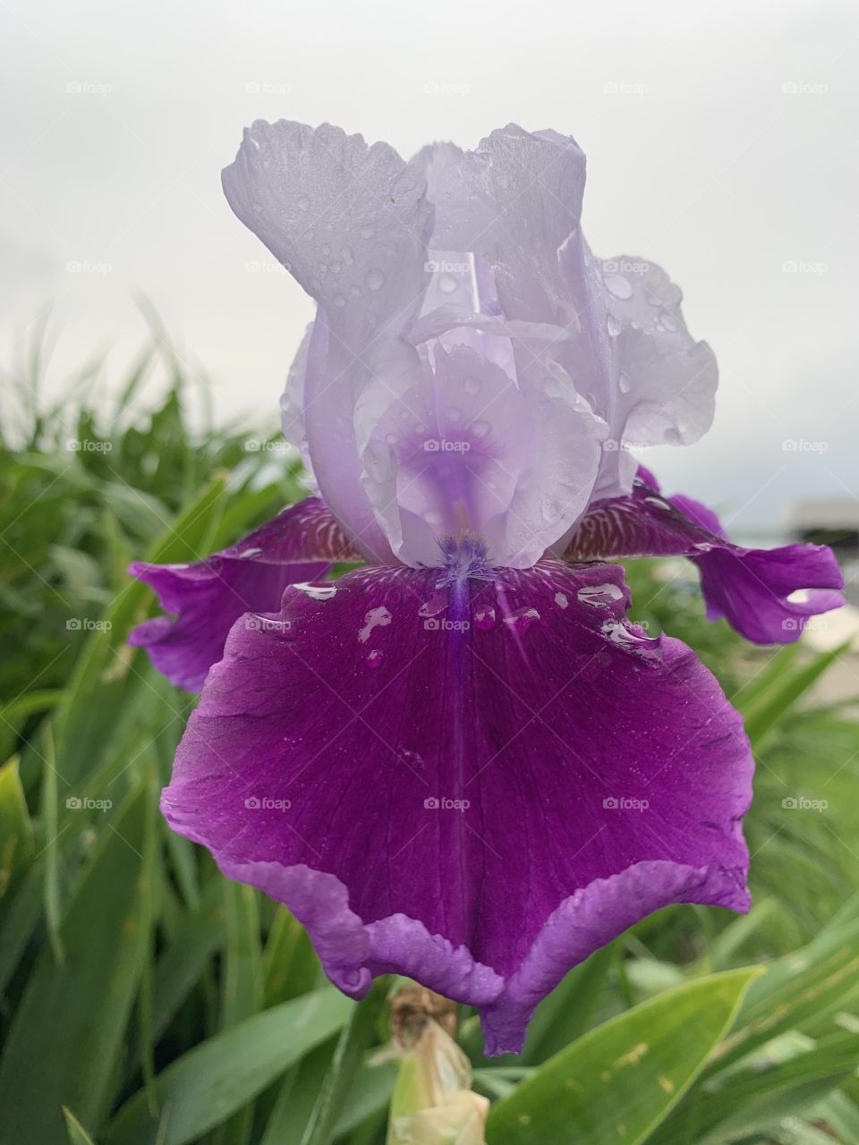 Iris flower!!