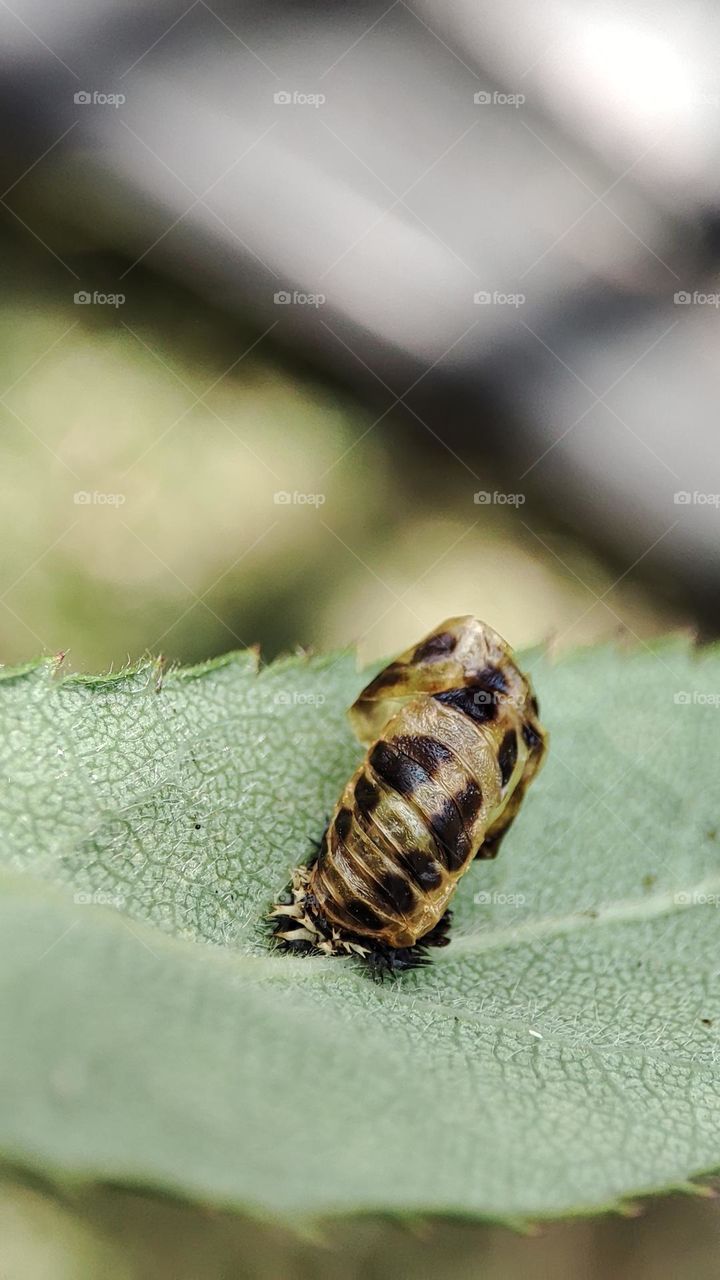 Life stage of pupa