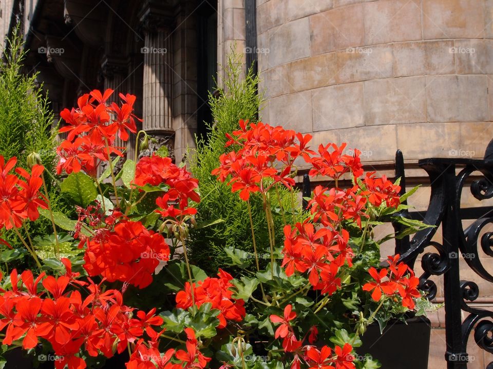 Brilliant red flowers against a decorative fence with an old European stone building in the background on a sunny summer day. 