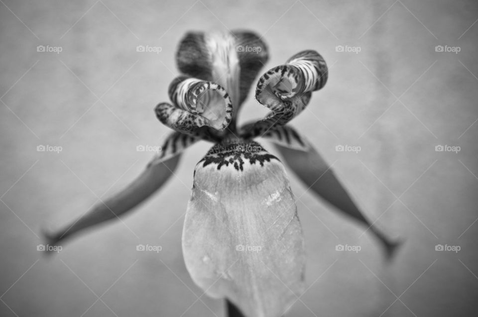 Orchid on Black and White