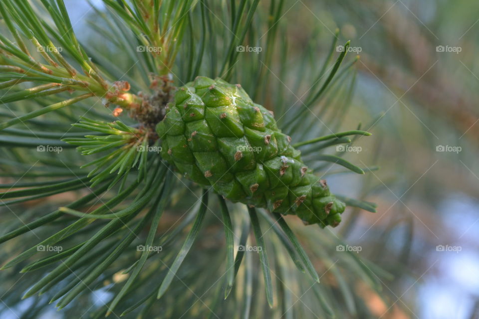 Close up of a fruit