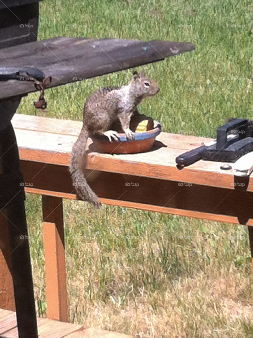 Hungry Squirrel 5