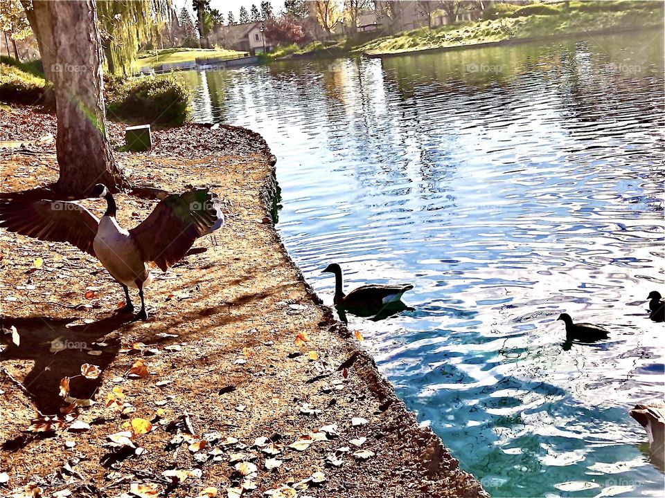 Canadian Goose Flapping Wings