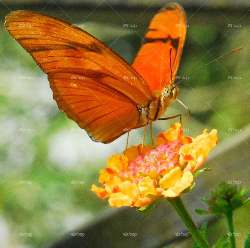 the Special colorful butterfly on the yellow flowers
