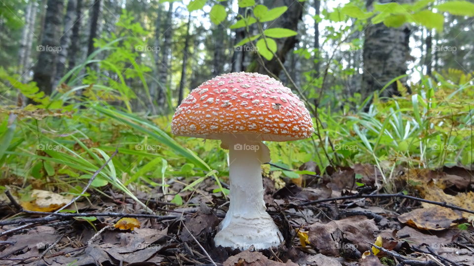 fly agaric in the woods is one of the most poisonous mushrooms