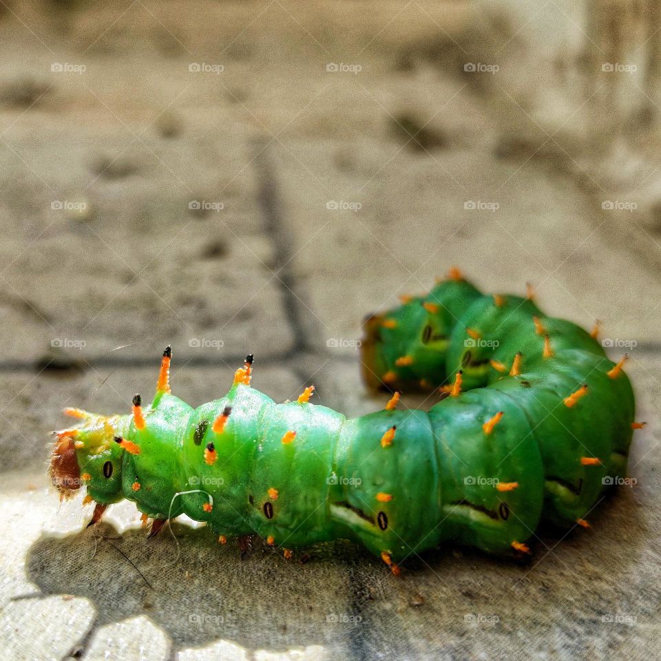 wonderful green caterpillar