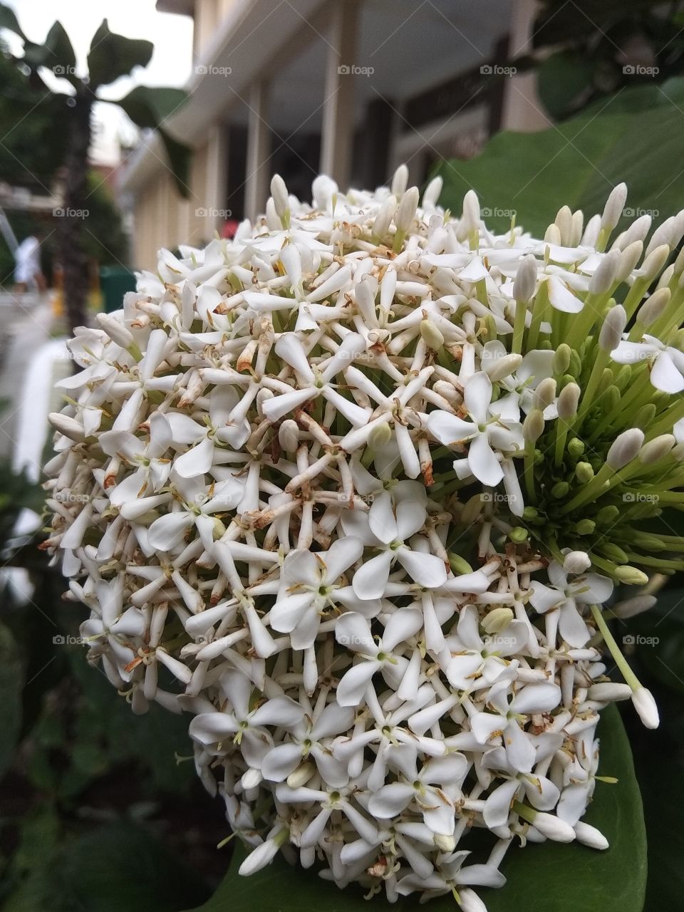 ixora putih