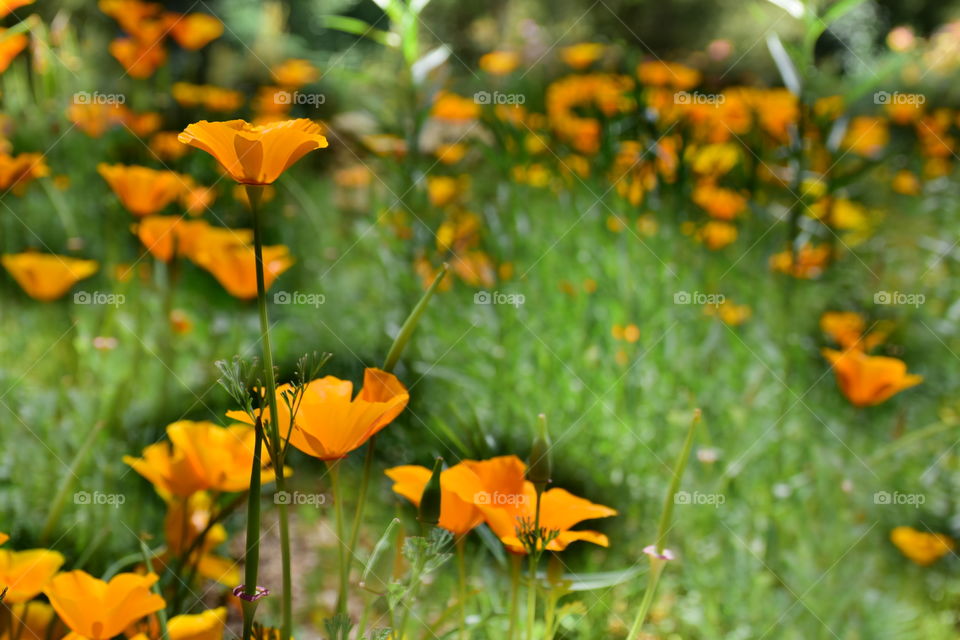 Orange color story 