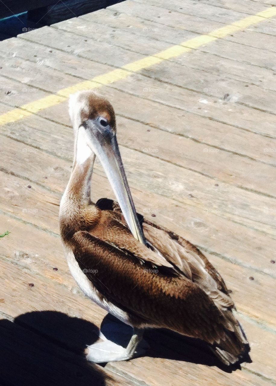 Beautiful Pelican