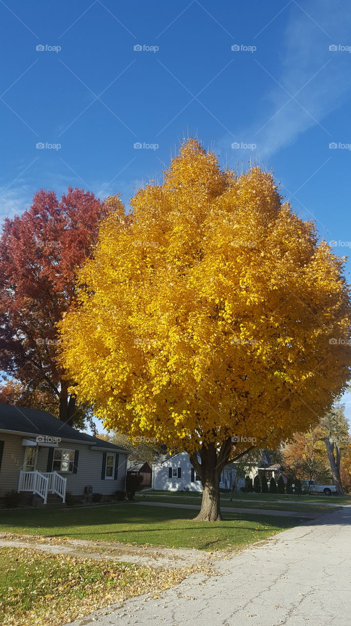 perfect golden fall tree