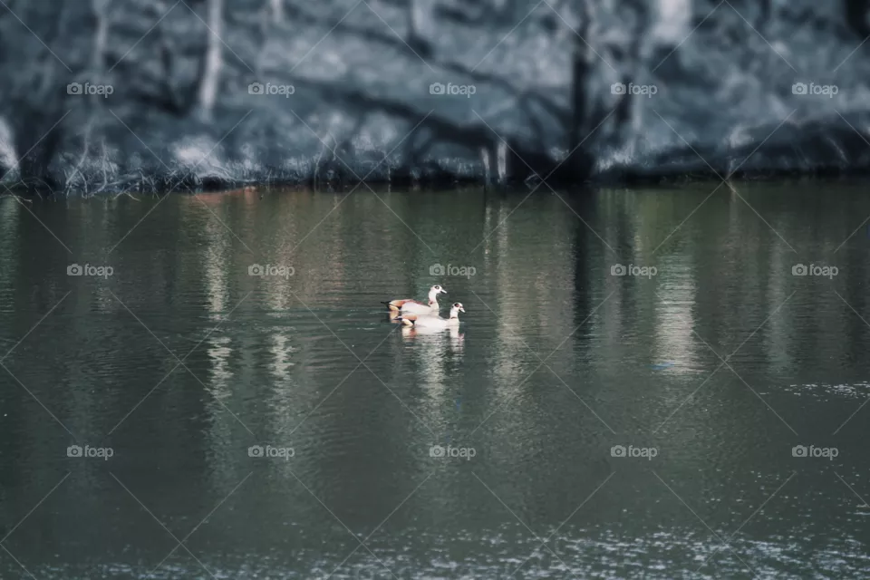 Die Enten