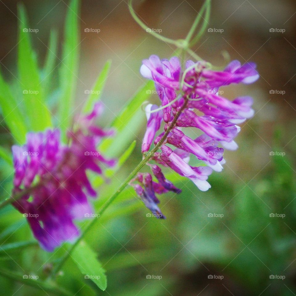 grape vetch