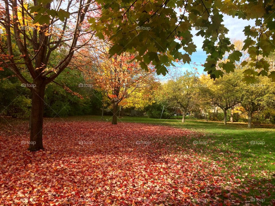 Beautiful Autumn Toronto 