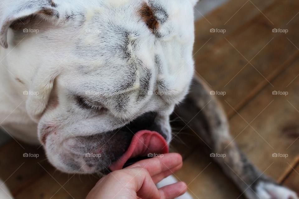 Puppy Licking 