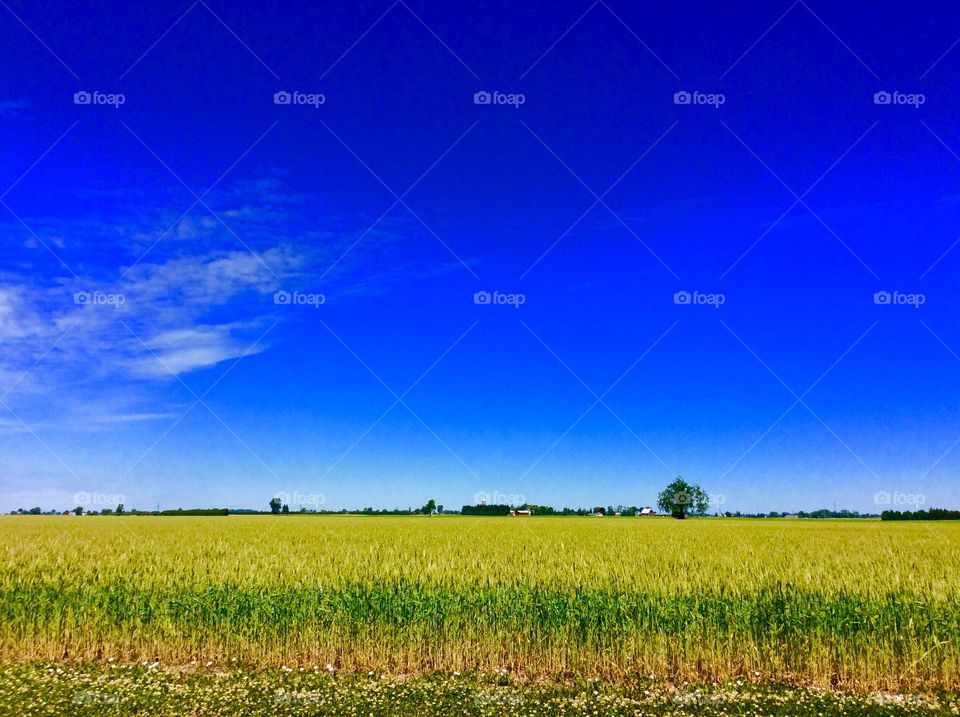 Scenic view of farm land