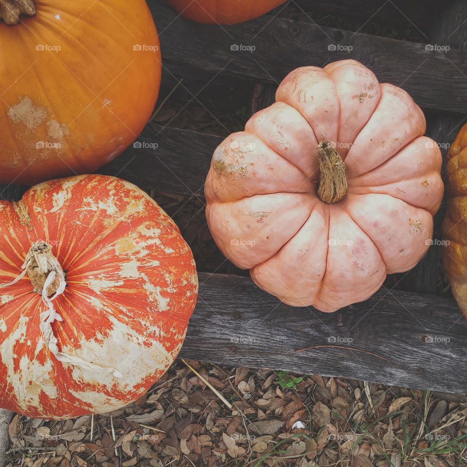 Pumpkins of all shapes, colors, sizes and textures.