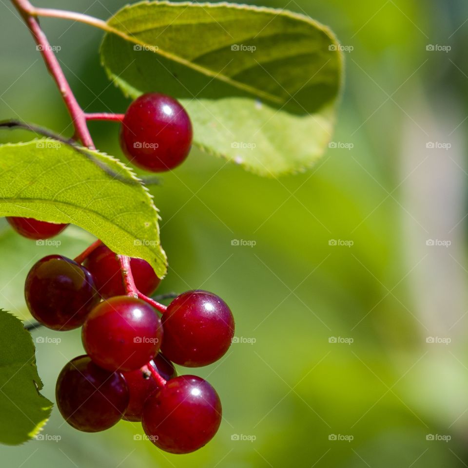 Seeing in circles red berries