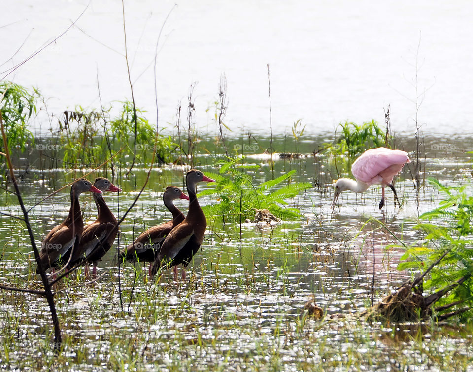 Spoonbill with four whistler ducks