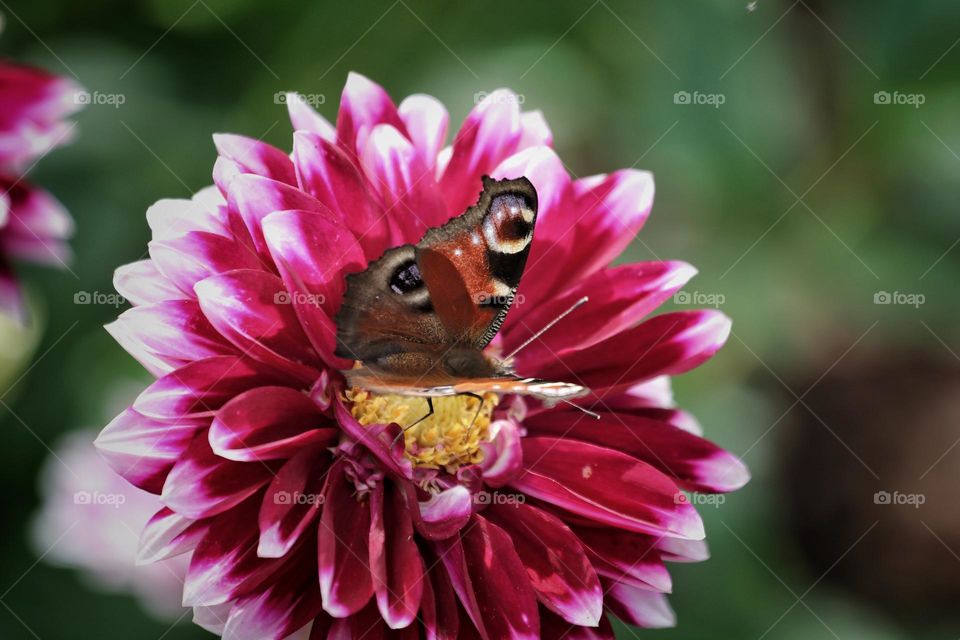 flower with butterfly