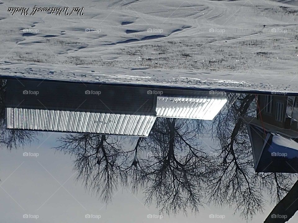 upside down trees building snow
