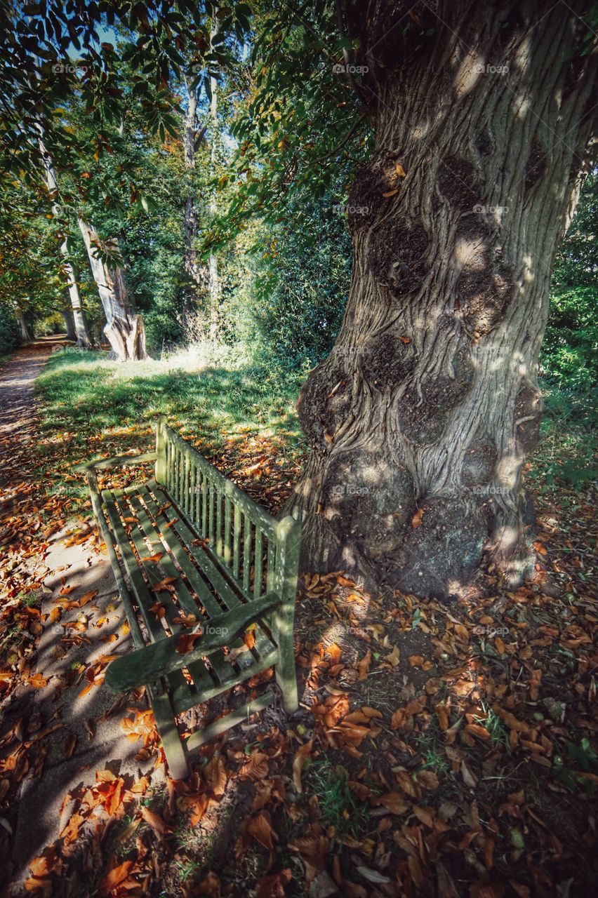 Bench. Path through forest 