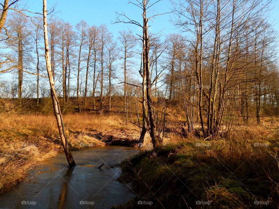 In the spring forest