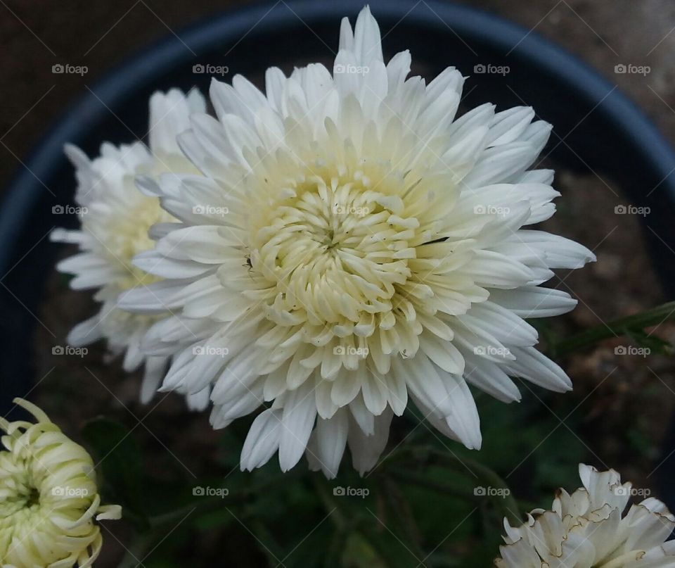 white flower..