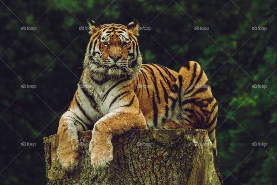 Nature Animals Tiger