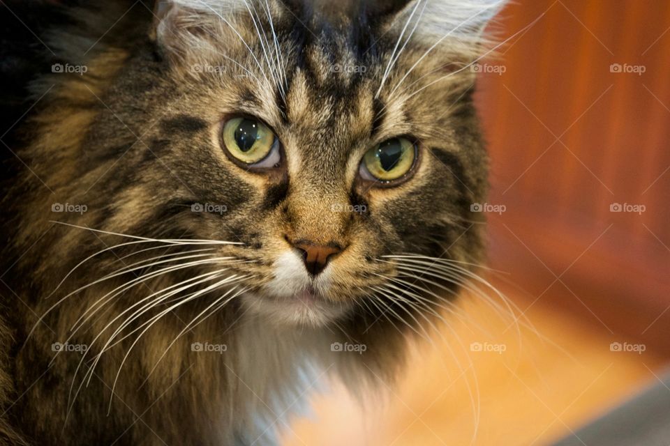 Maine Coon cat