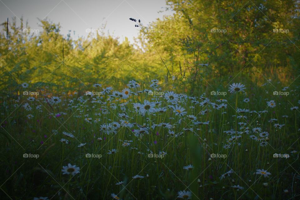 daisy's in a field