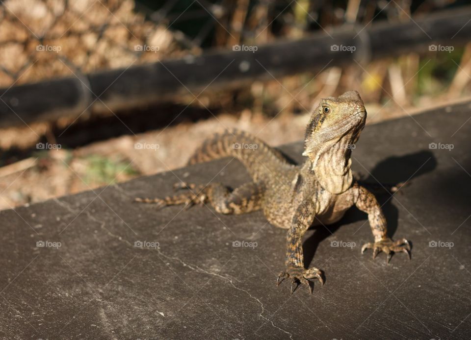 Frill Neck Lizard