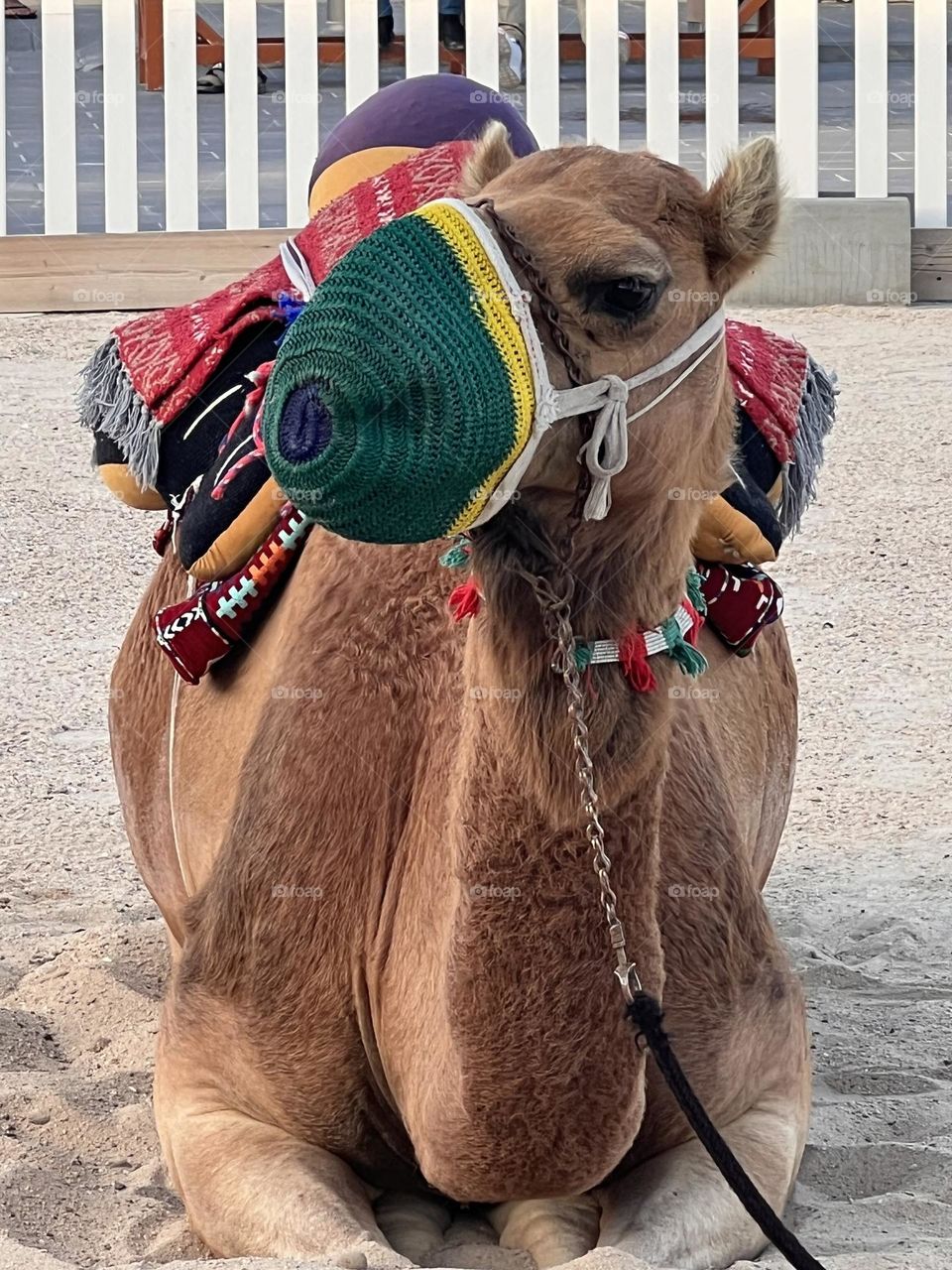 Camel desert 