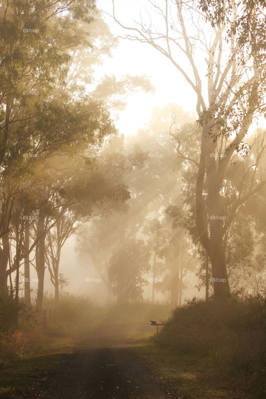 Sunlight coming through trees