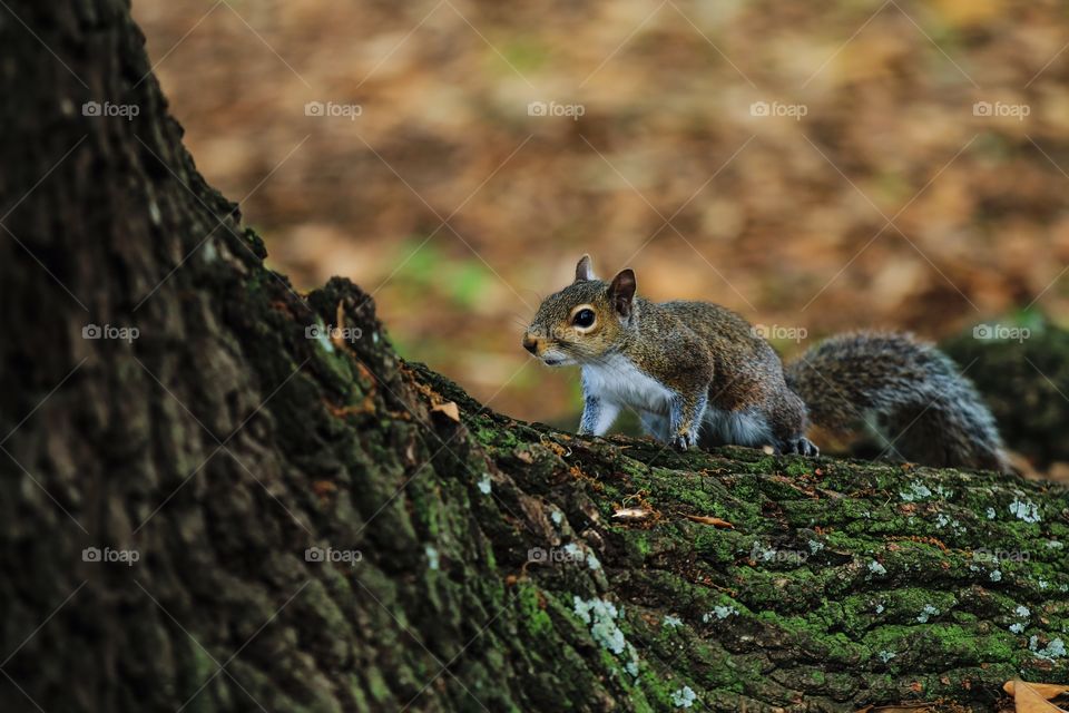 Squirrel on the root of the Tree