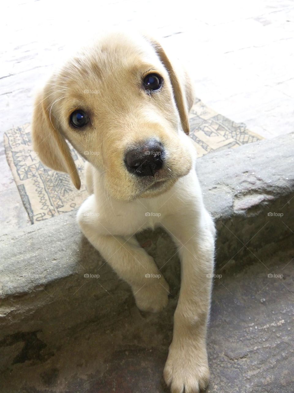 My little dog - a heartbeat at my feet.